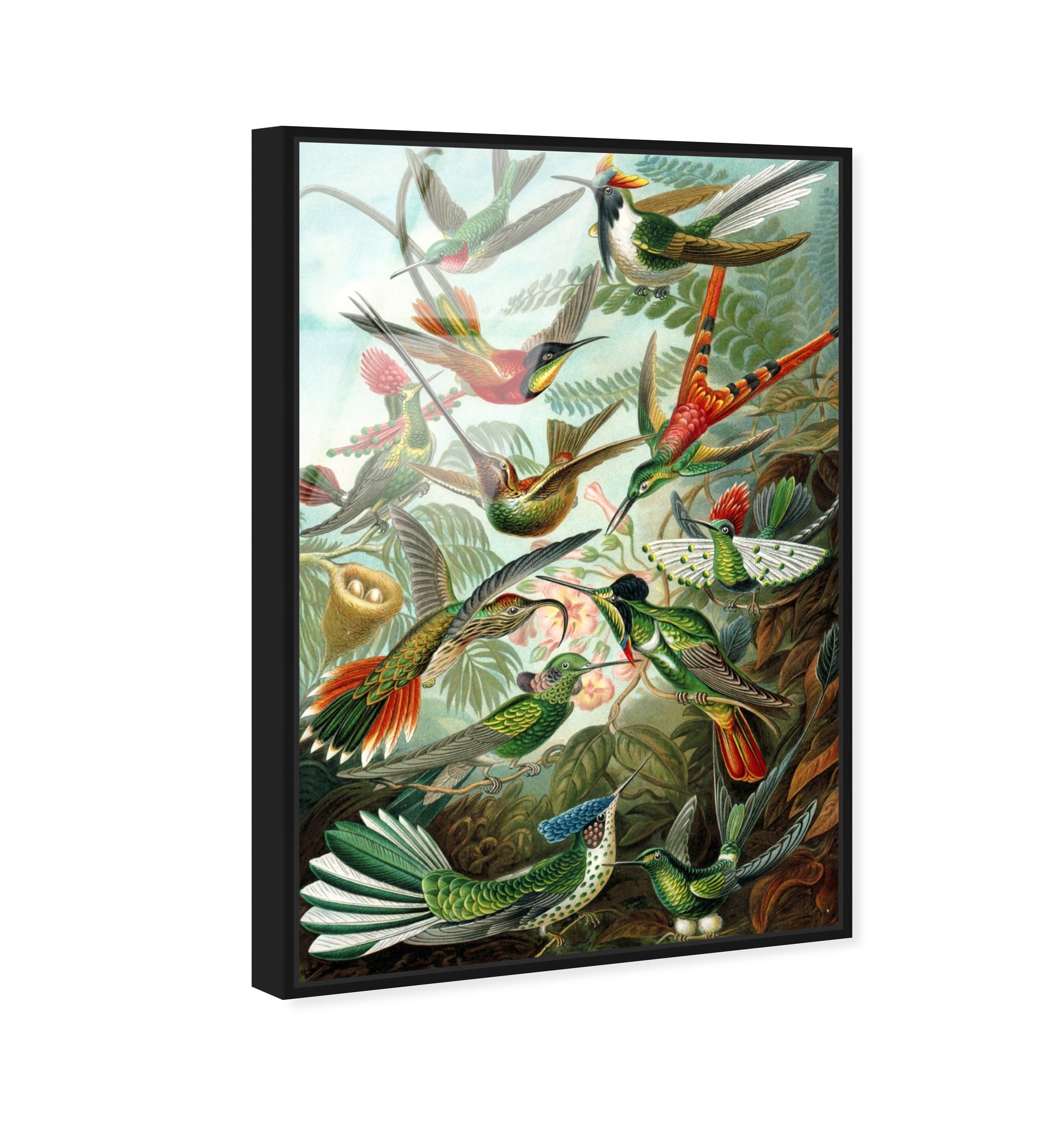 Haeckel - Bird Study