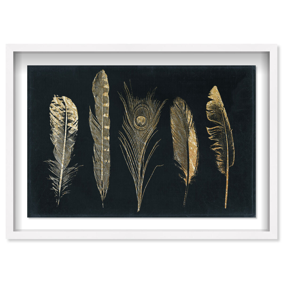 Corinthian Feathers - Signature Collection