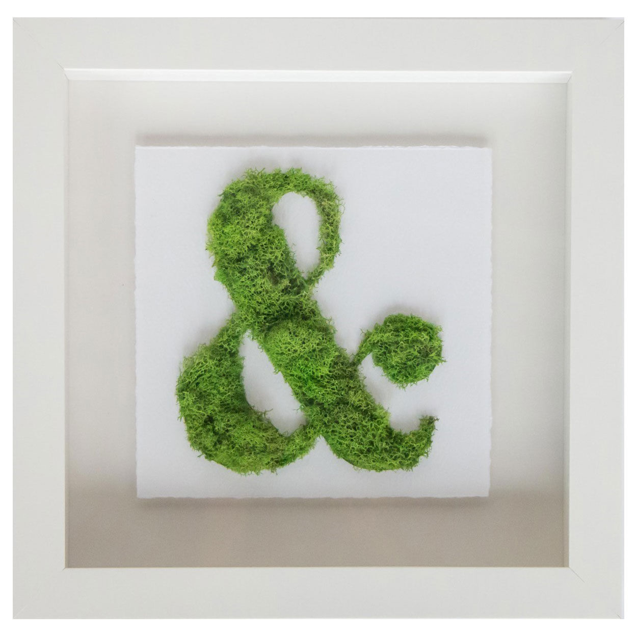 Ampersand Moss