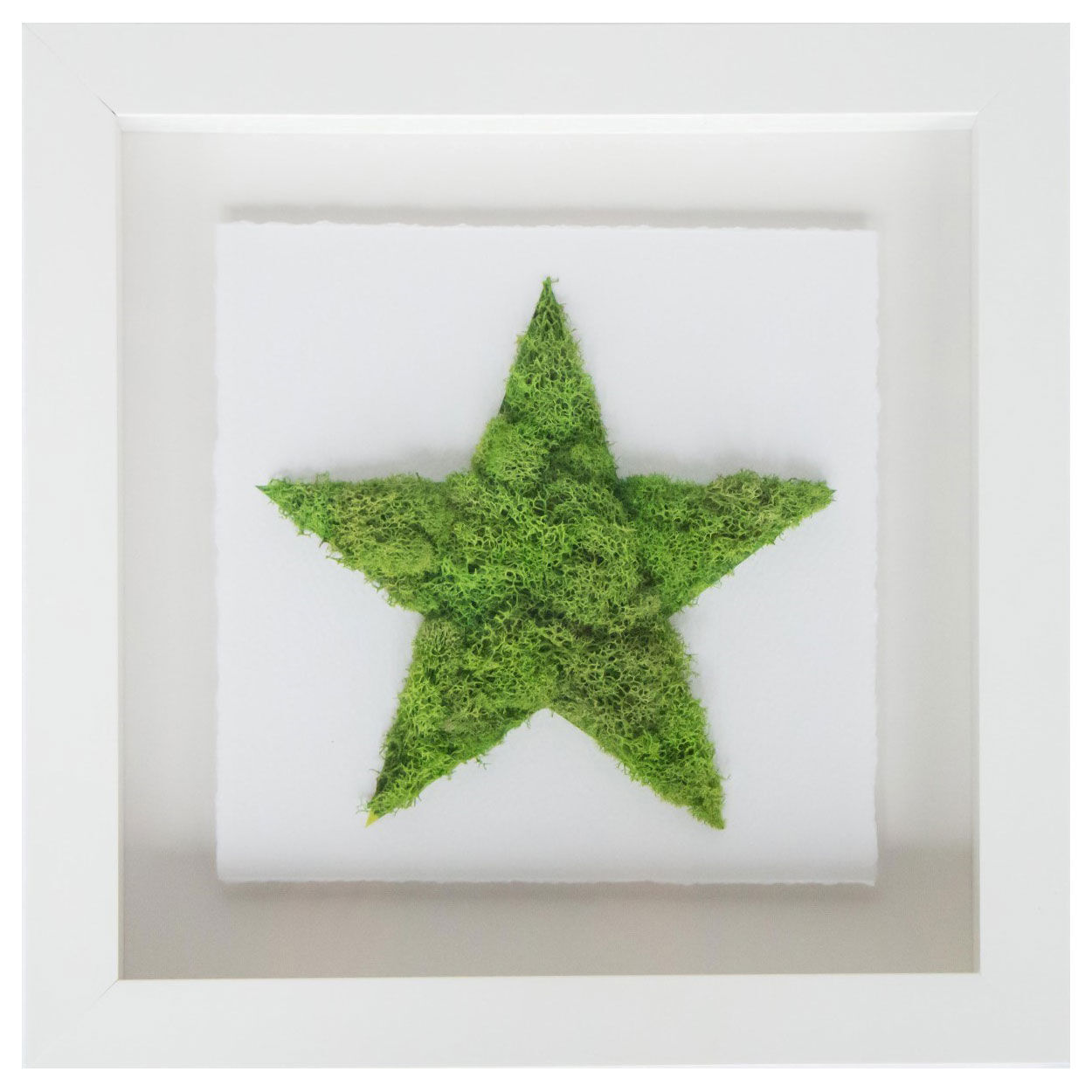 Star Moss Main image