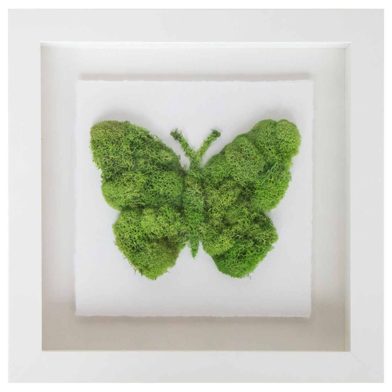 Butterfly Moss