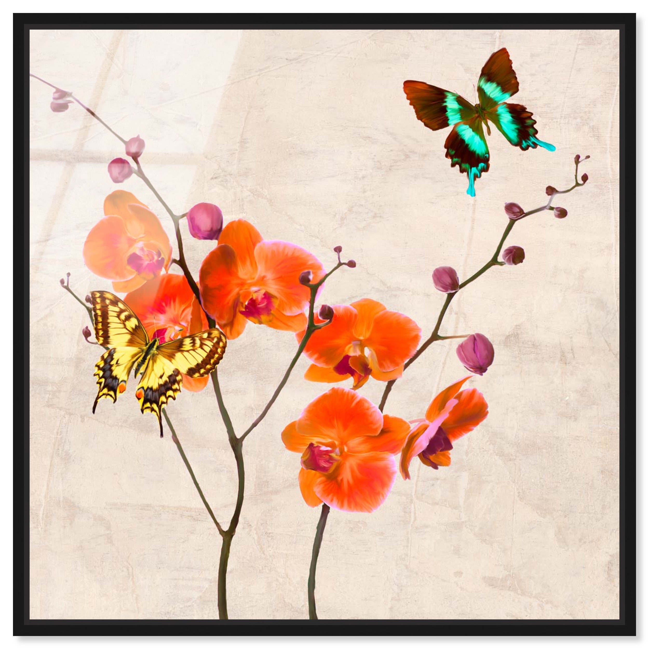 SAI - Flos Gloria II