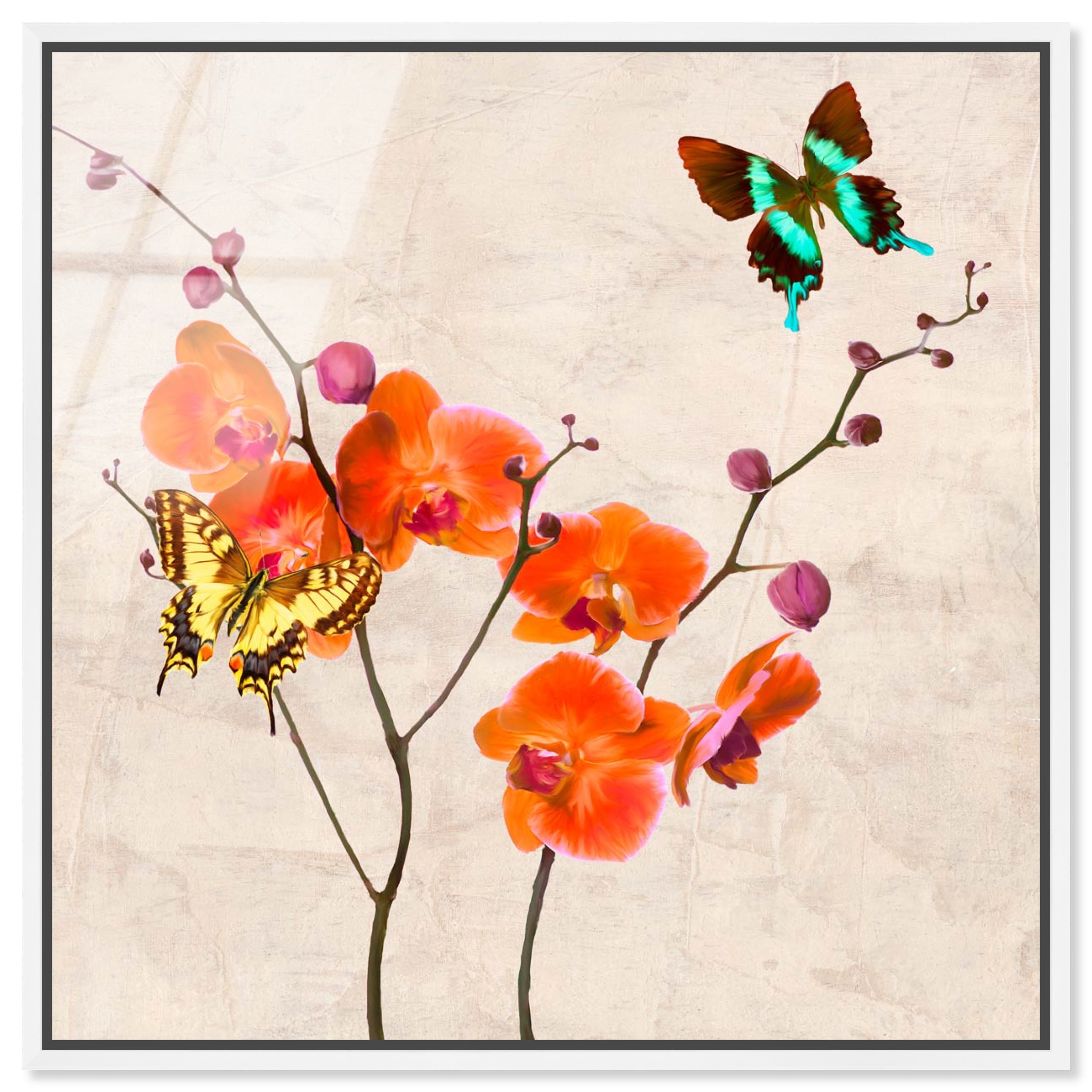 SAI - Flos Gloria II