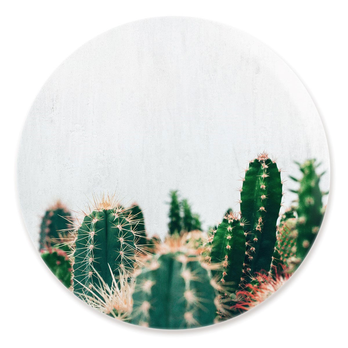 Cactus Family Circle Main image