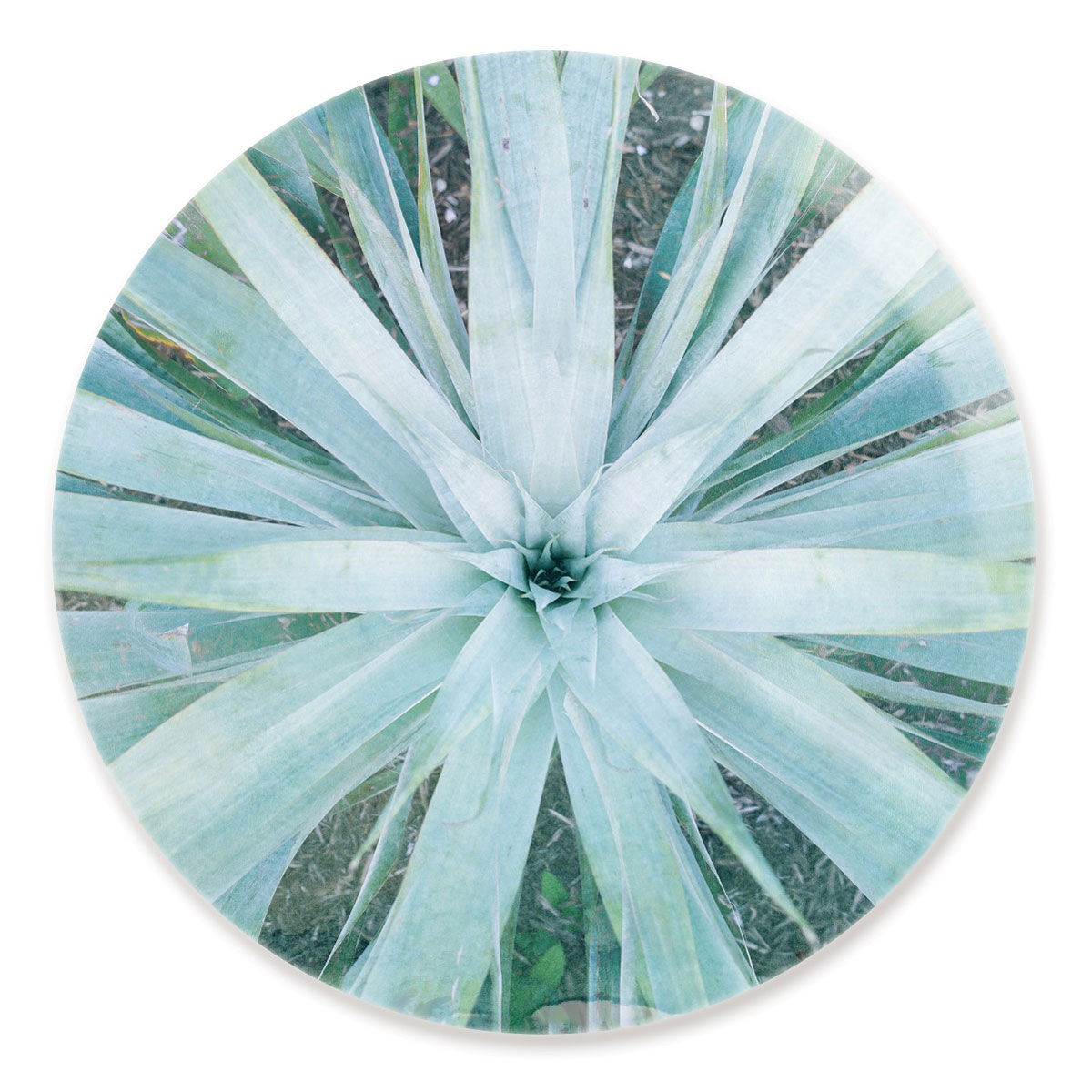 Plant Flower Round
