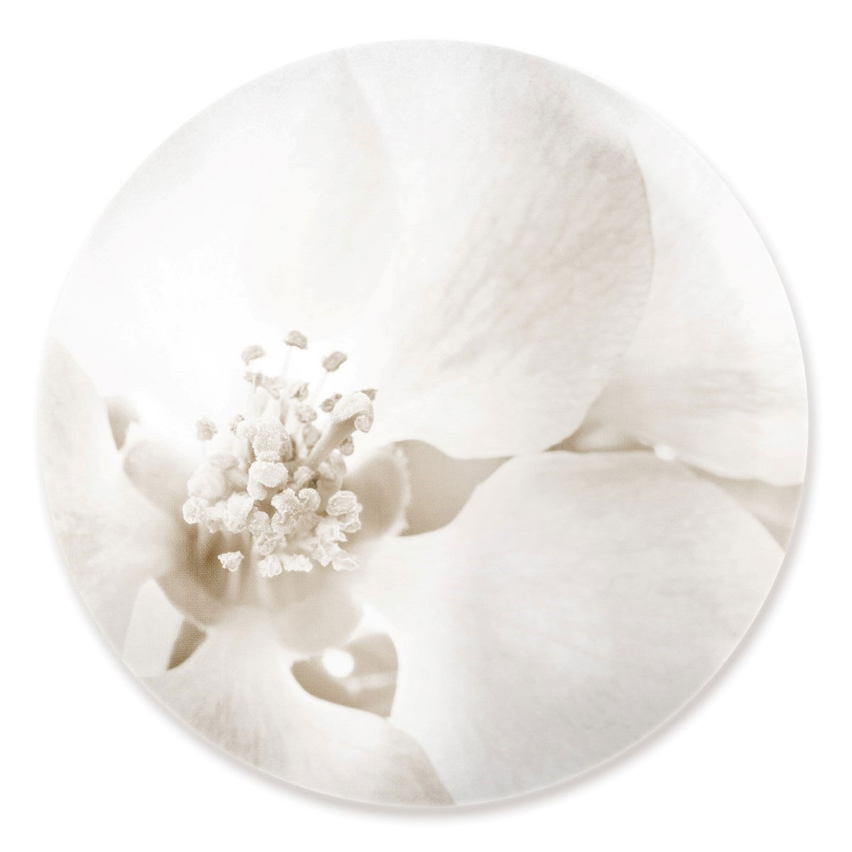 Orchid Love Round Main image