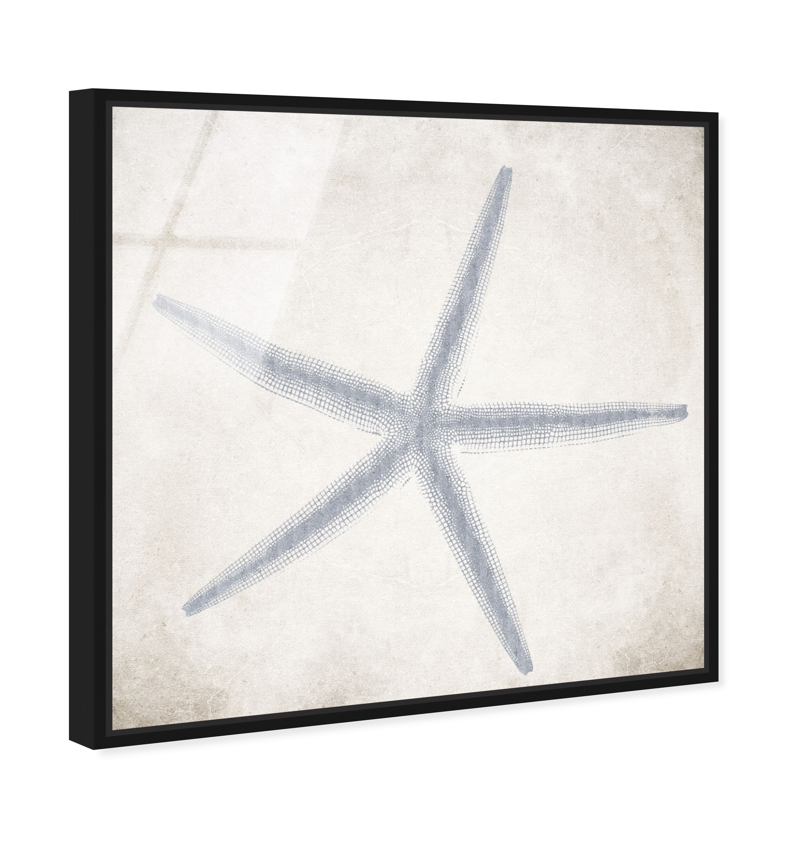 Starfish Grey