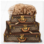 sleeping POODLE
