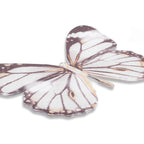 Butterfly Nero