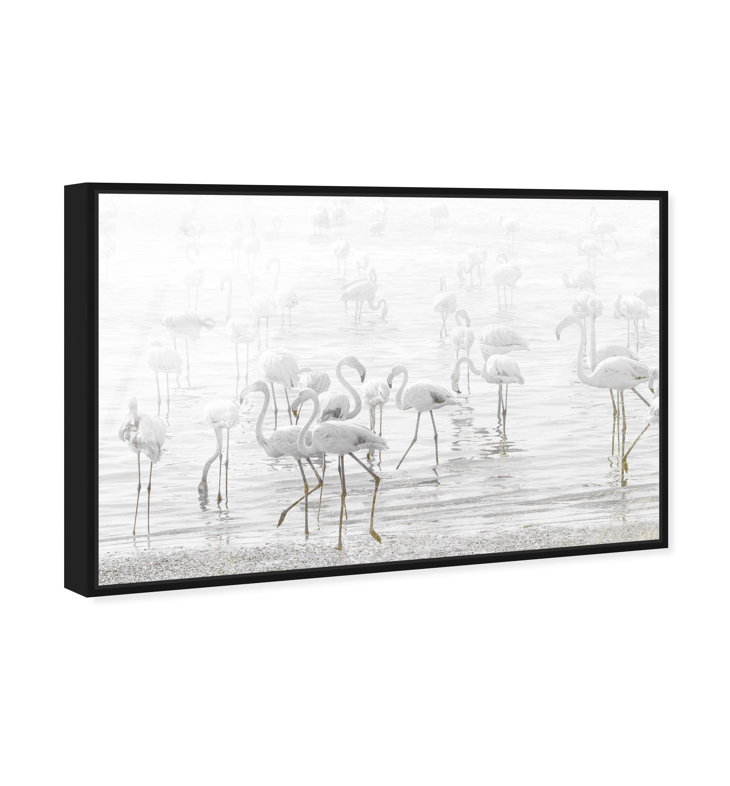 White Feather Flamingos