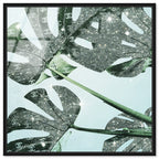 Glistening Monstera