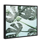 Glistening Monstera
