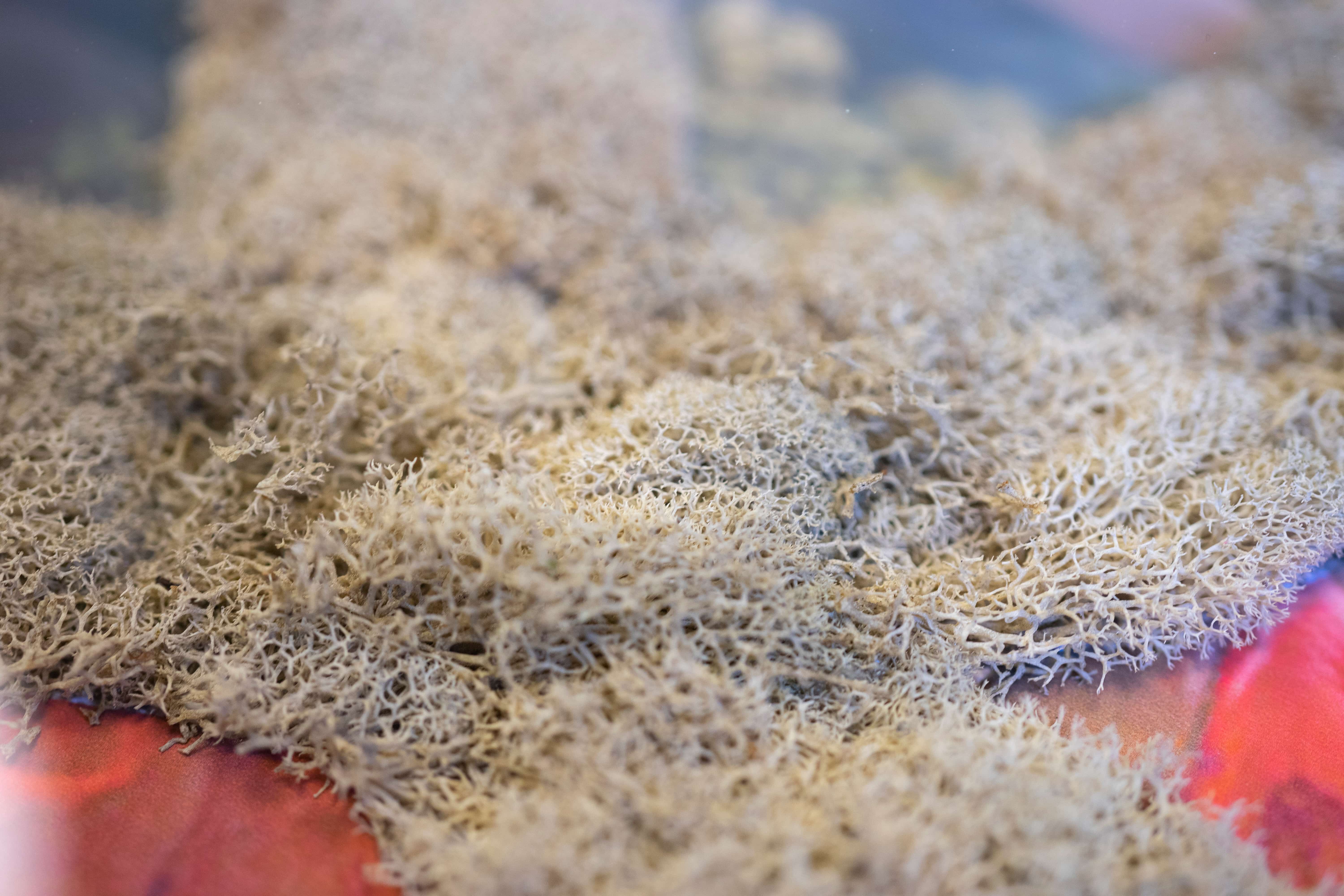Moss in Royalty Secondary image
