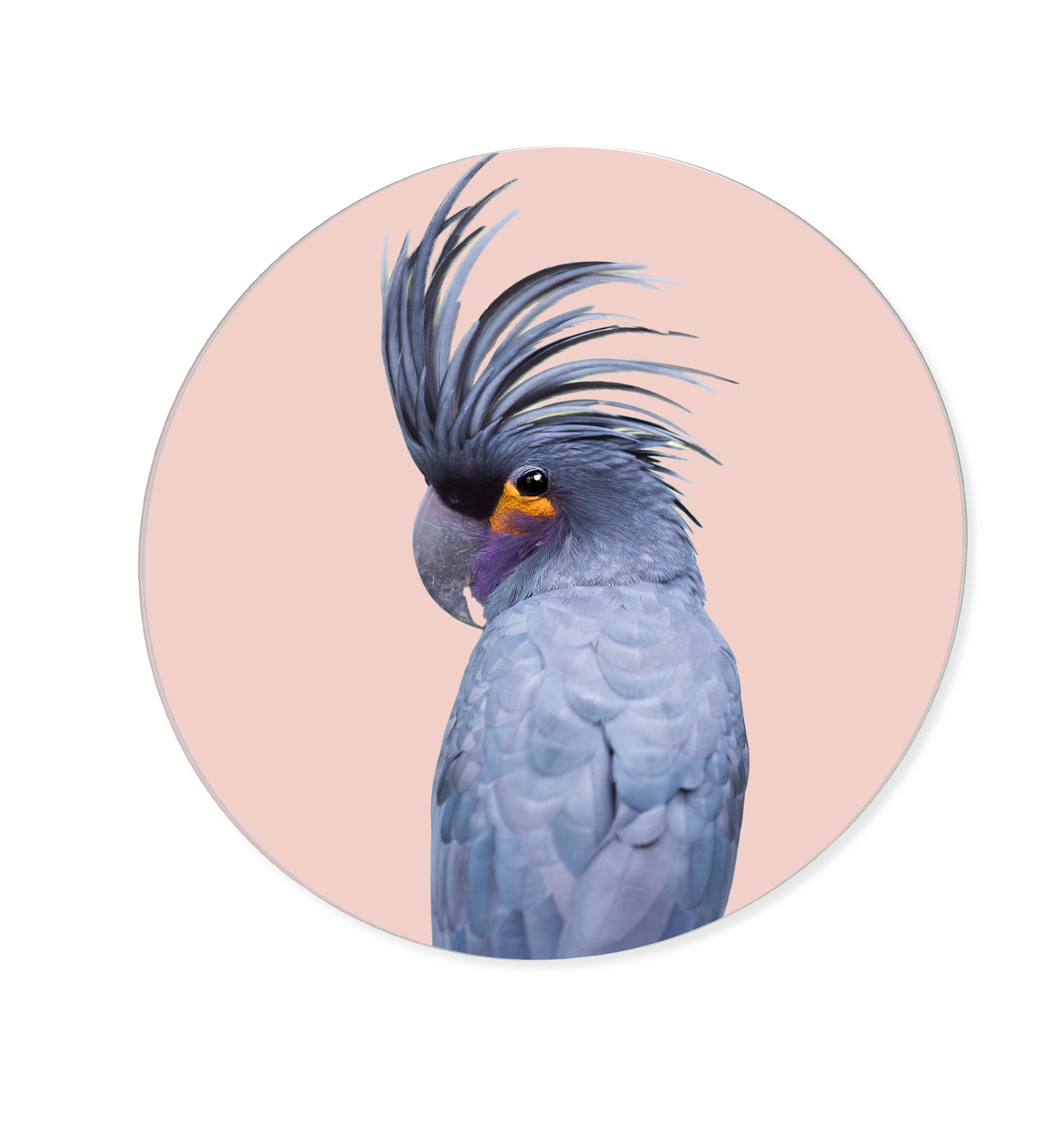 Blue Exotic Cackatoo Round - Acrylic panel Secondary image
