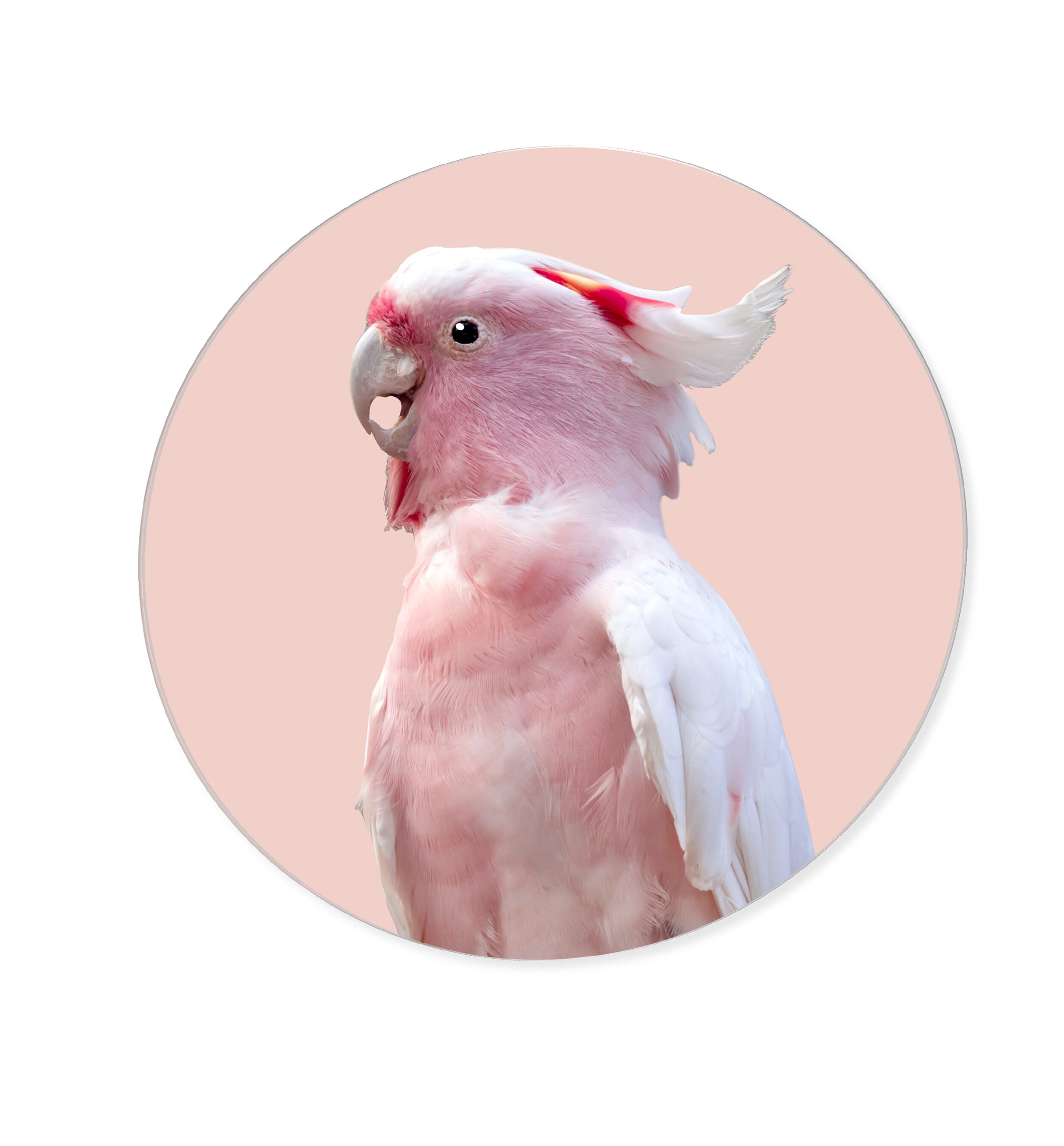 Pink Exotic Feather Coral Round - Acrylic panel