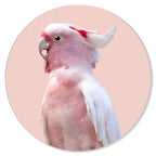 Pink Exotic Feather Coral Round - Acrylic panel