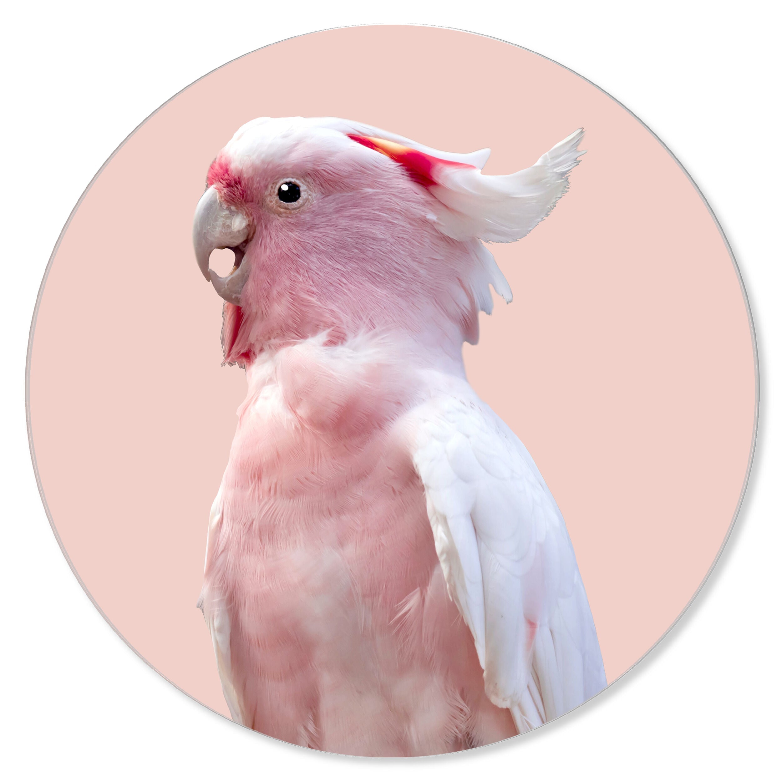 Pink Exotic Feather Coral Round - Acrylic panel