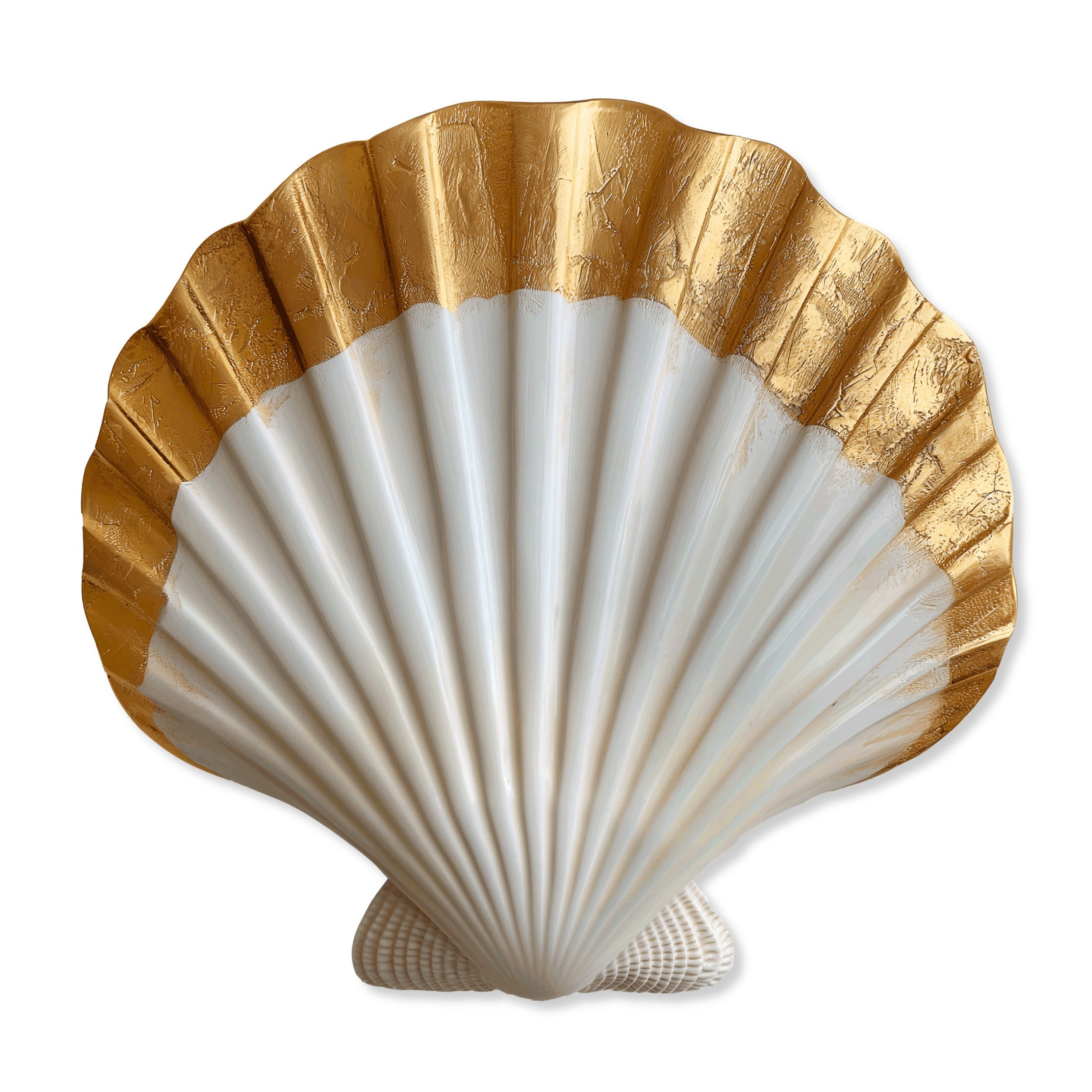 Fan Shell 5 | Acrylic Silhouette Main image