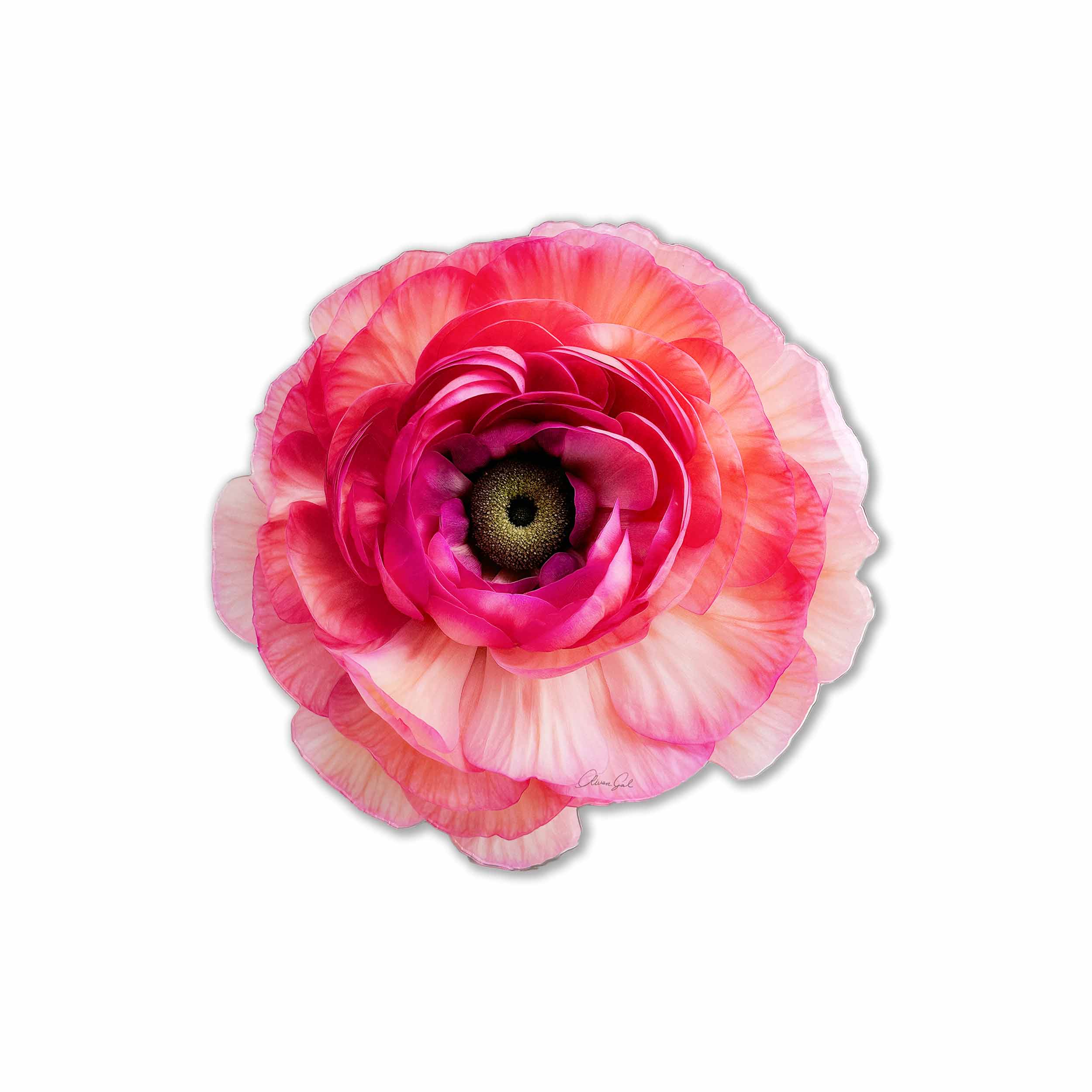 Flower | Acrylic Silhouette 6 Main image