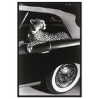 Convertible Feline I