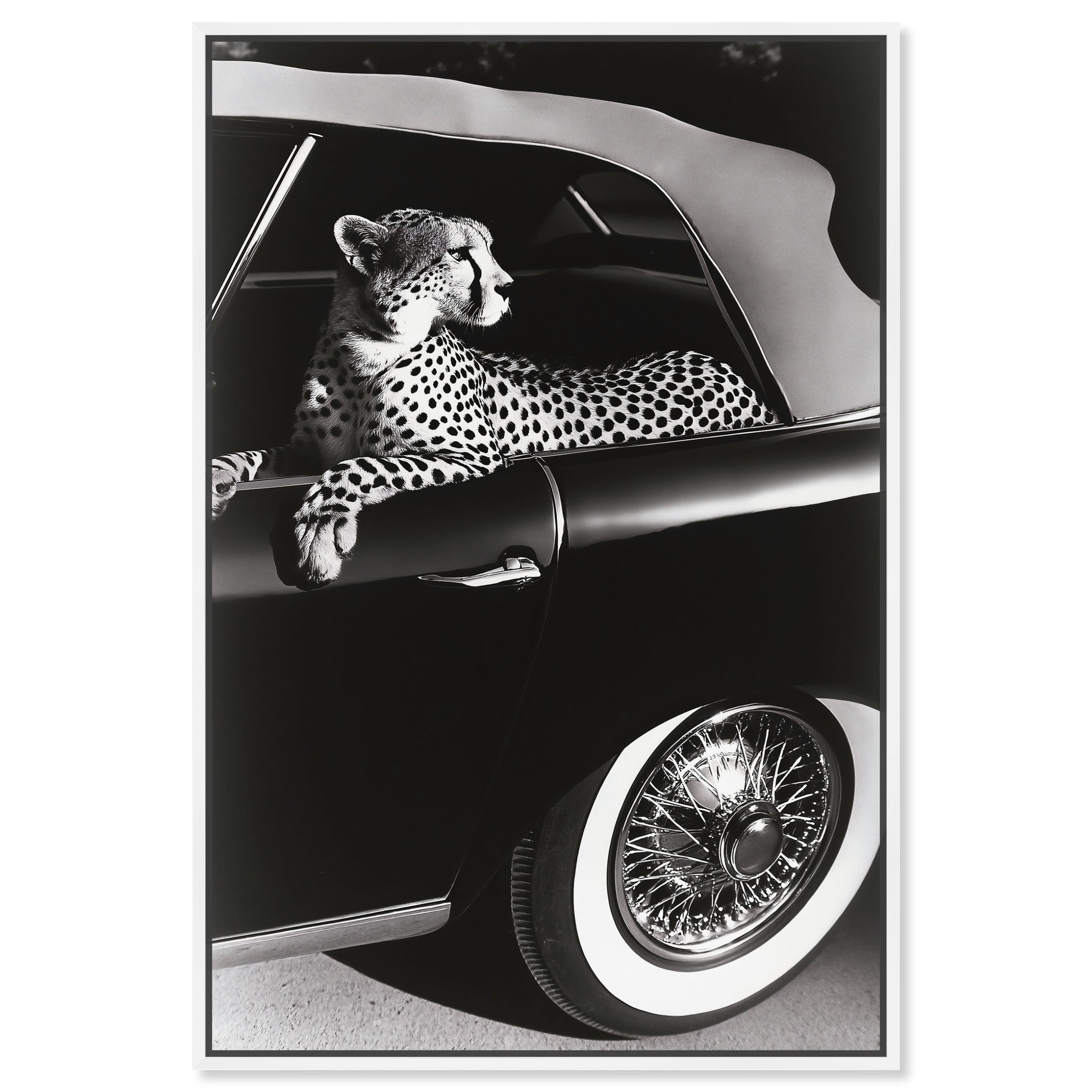 Convertible Feline I