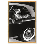 Convertible Feline I