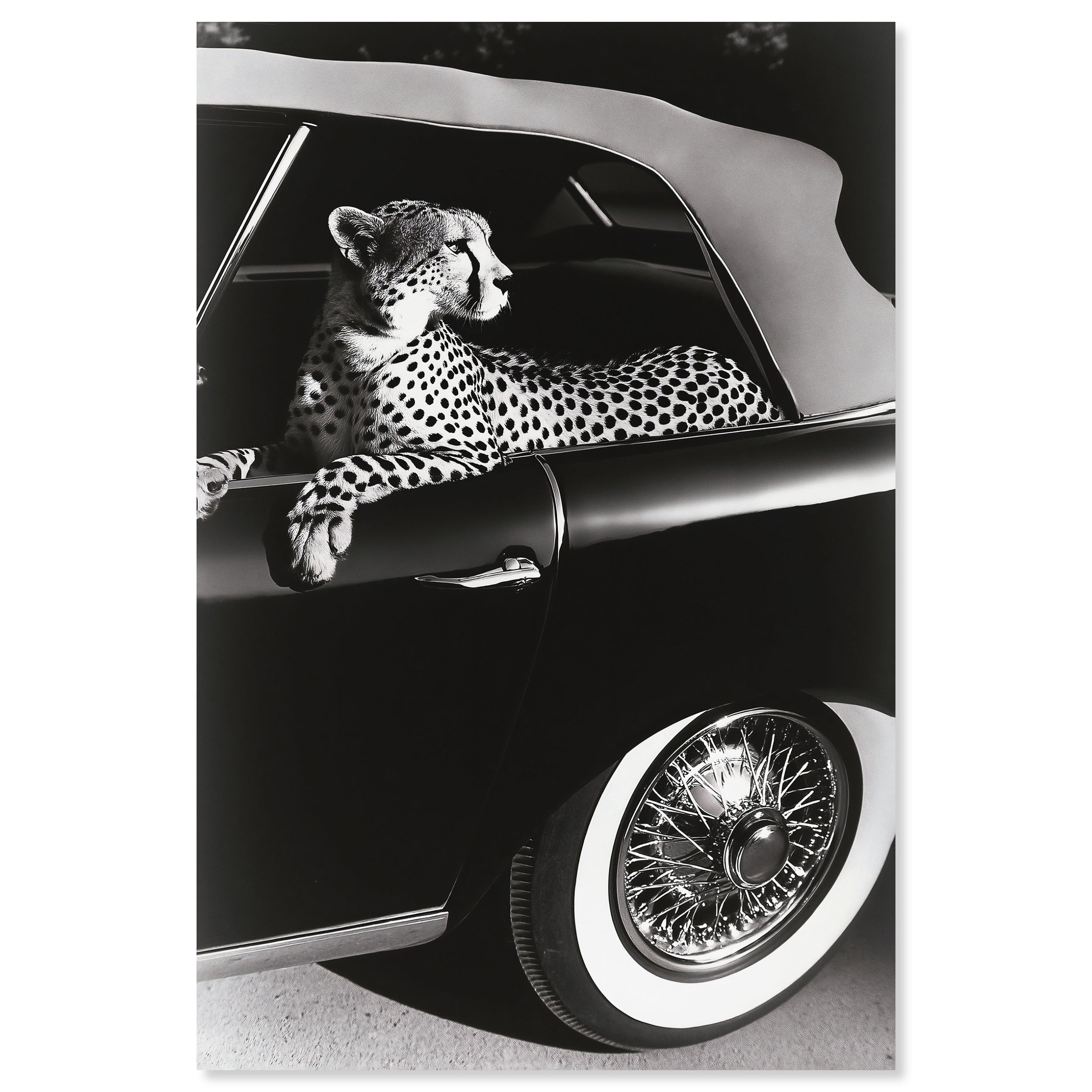 Convertible Feline I