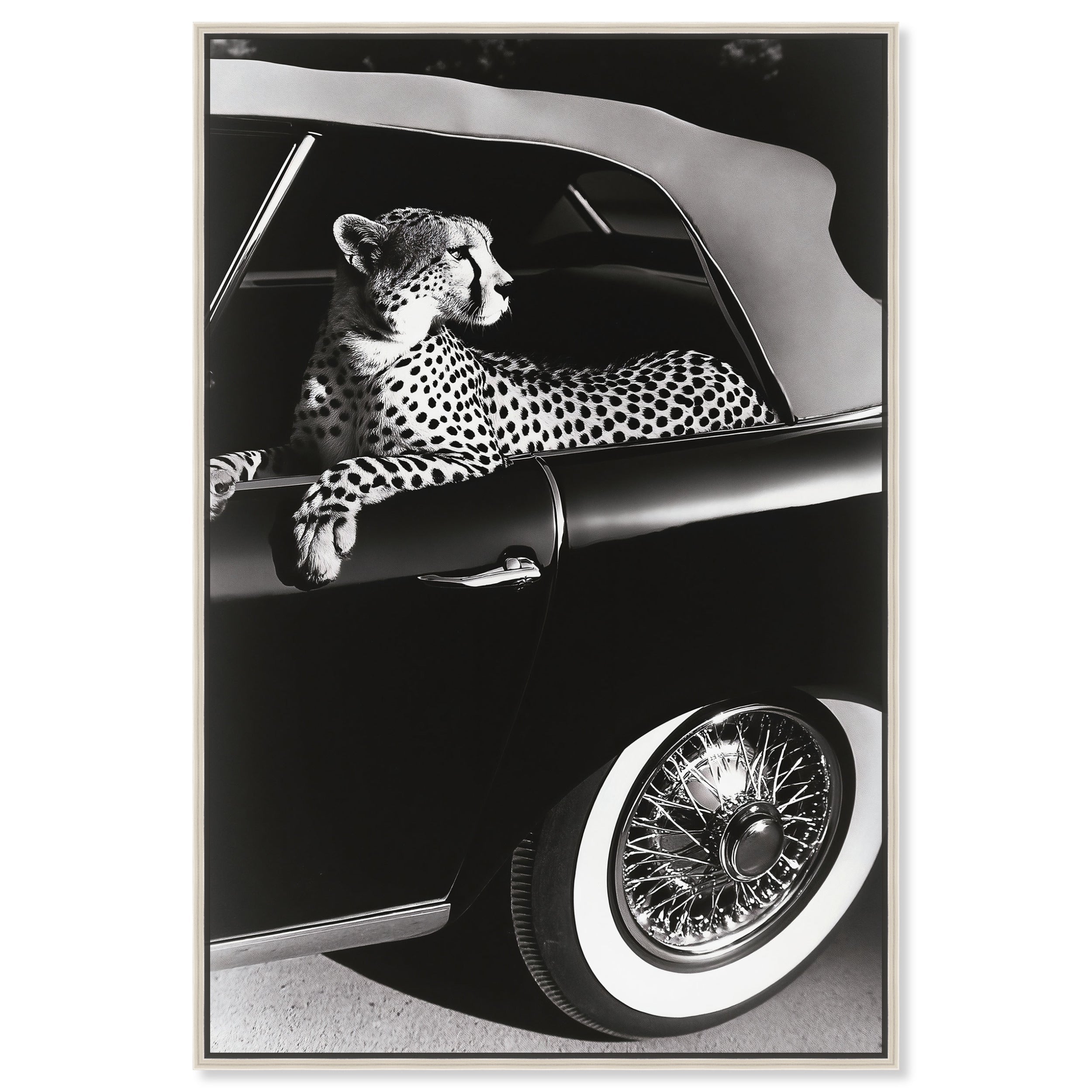 Convertible Feline I