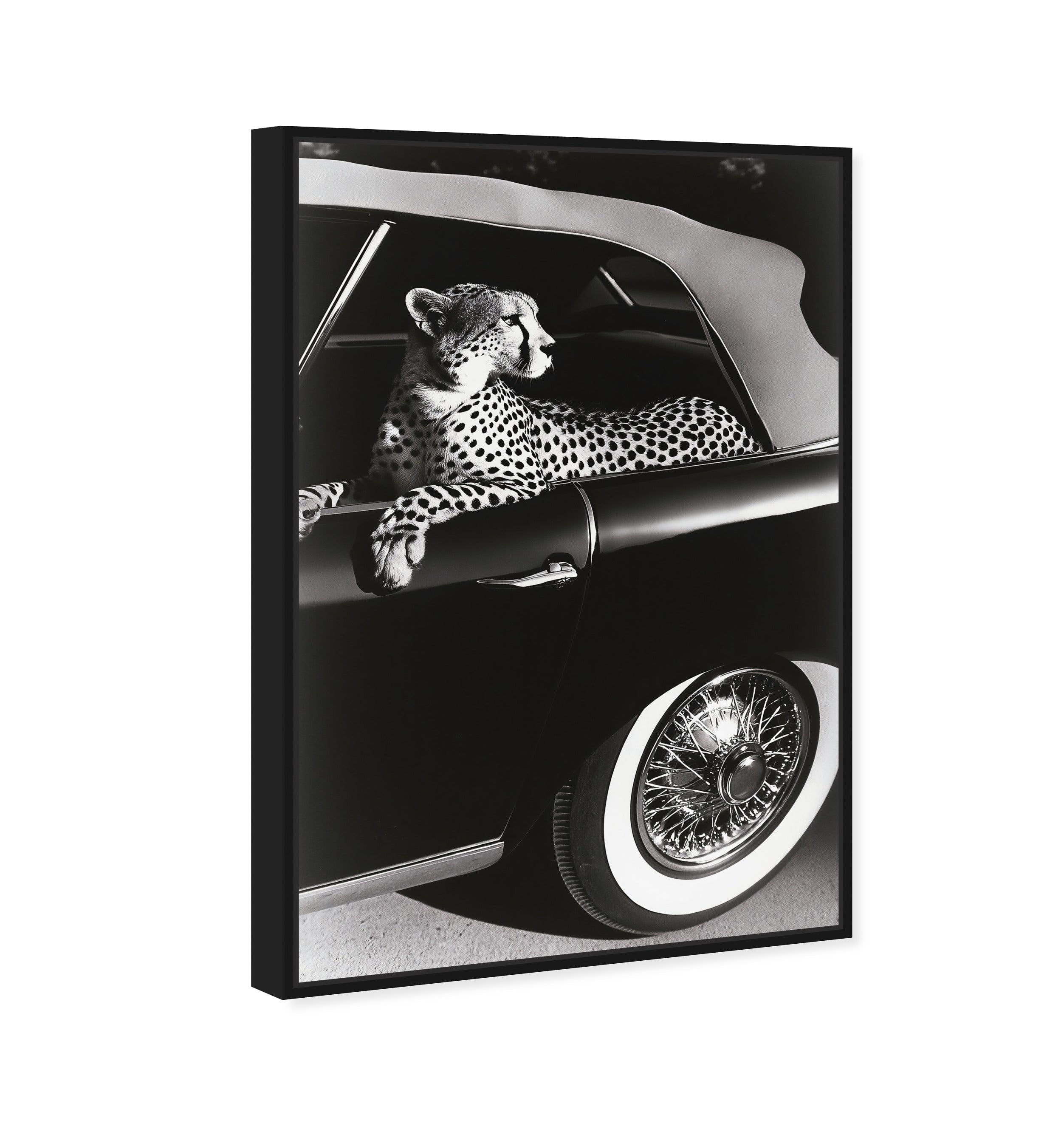 Convertible Feline I