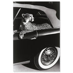 Convertible Feline I