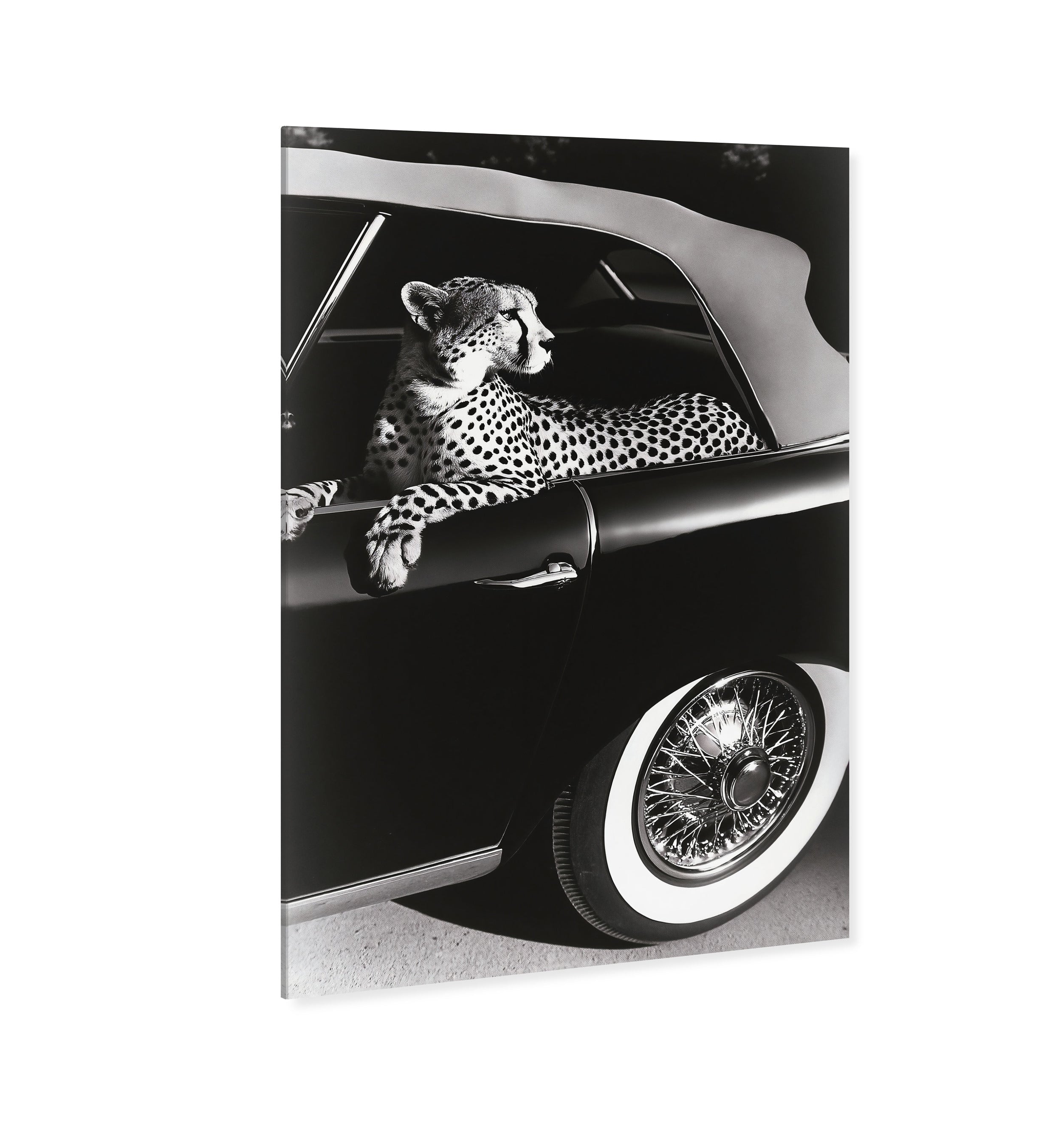 Convertible Feline I