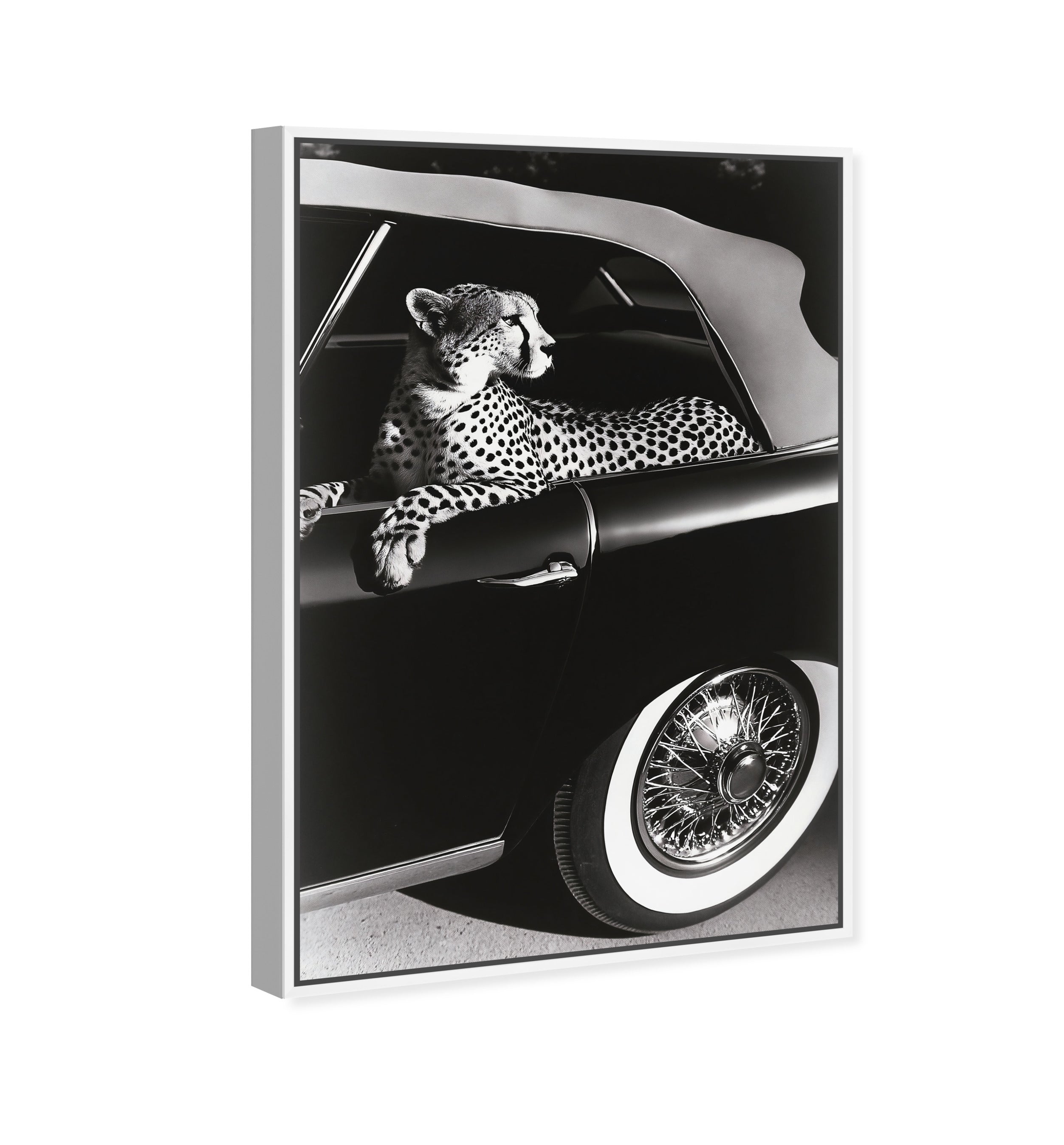 Convertible Feline I