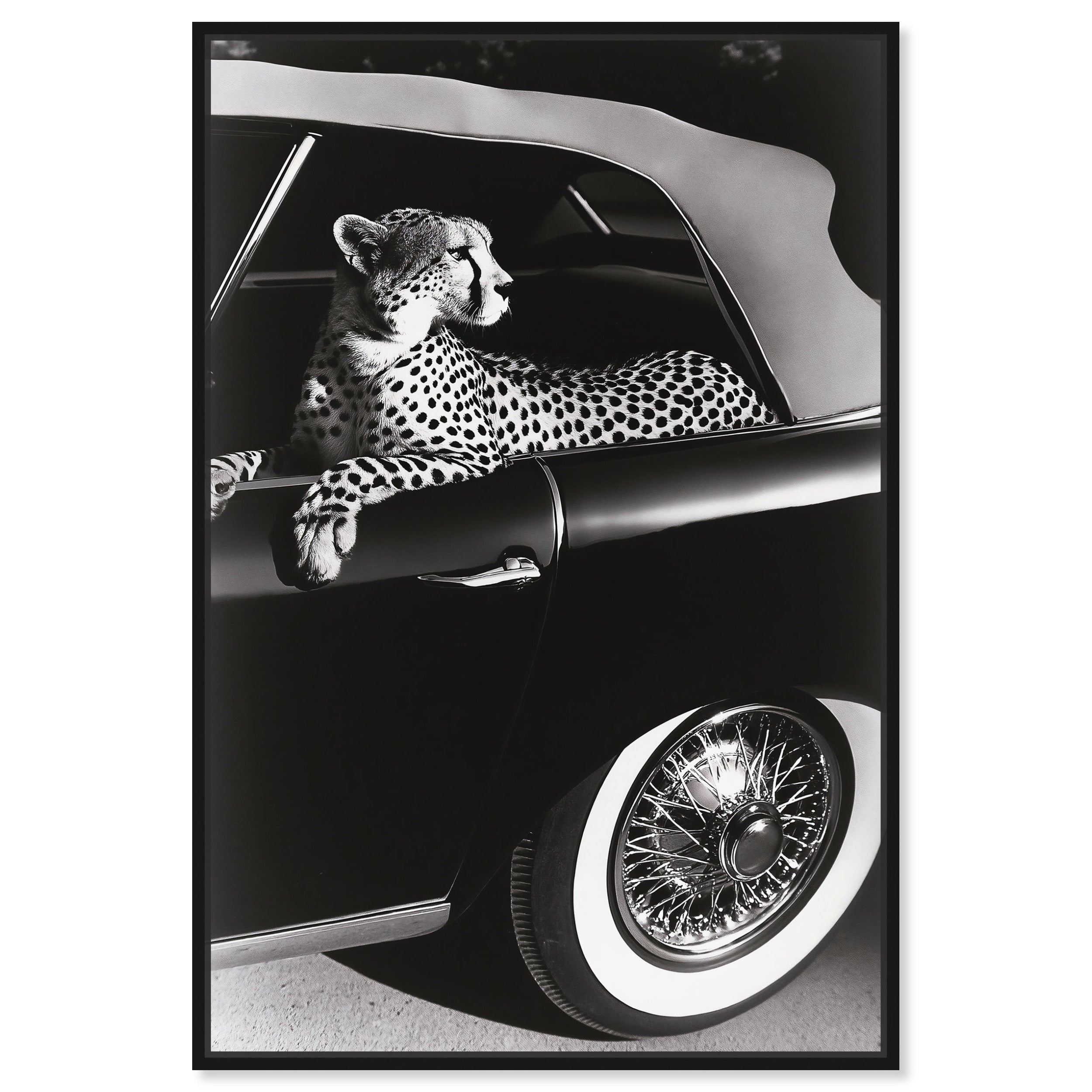 Convertible Feline I