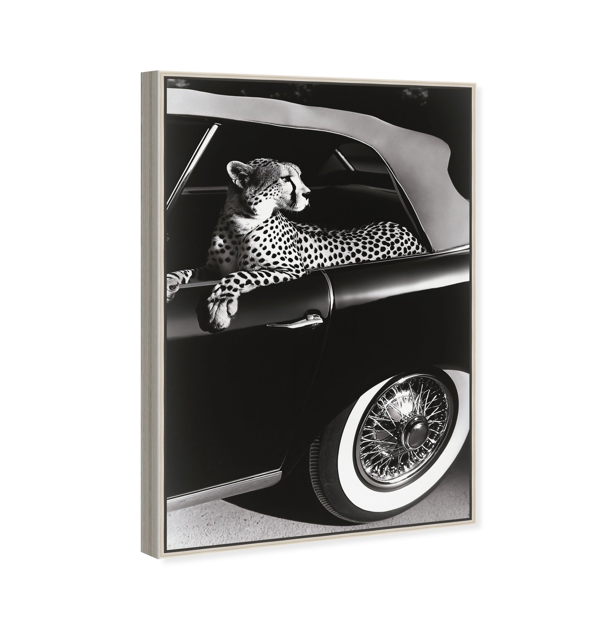 Convertible Feline I