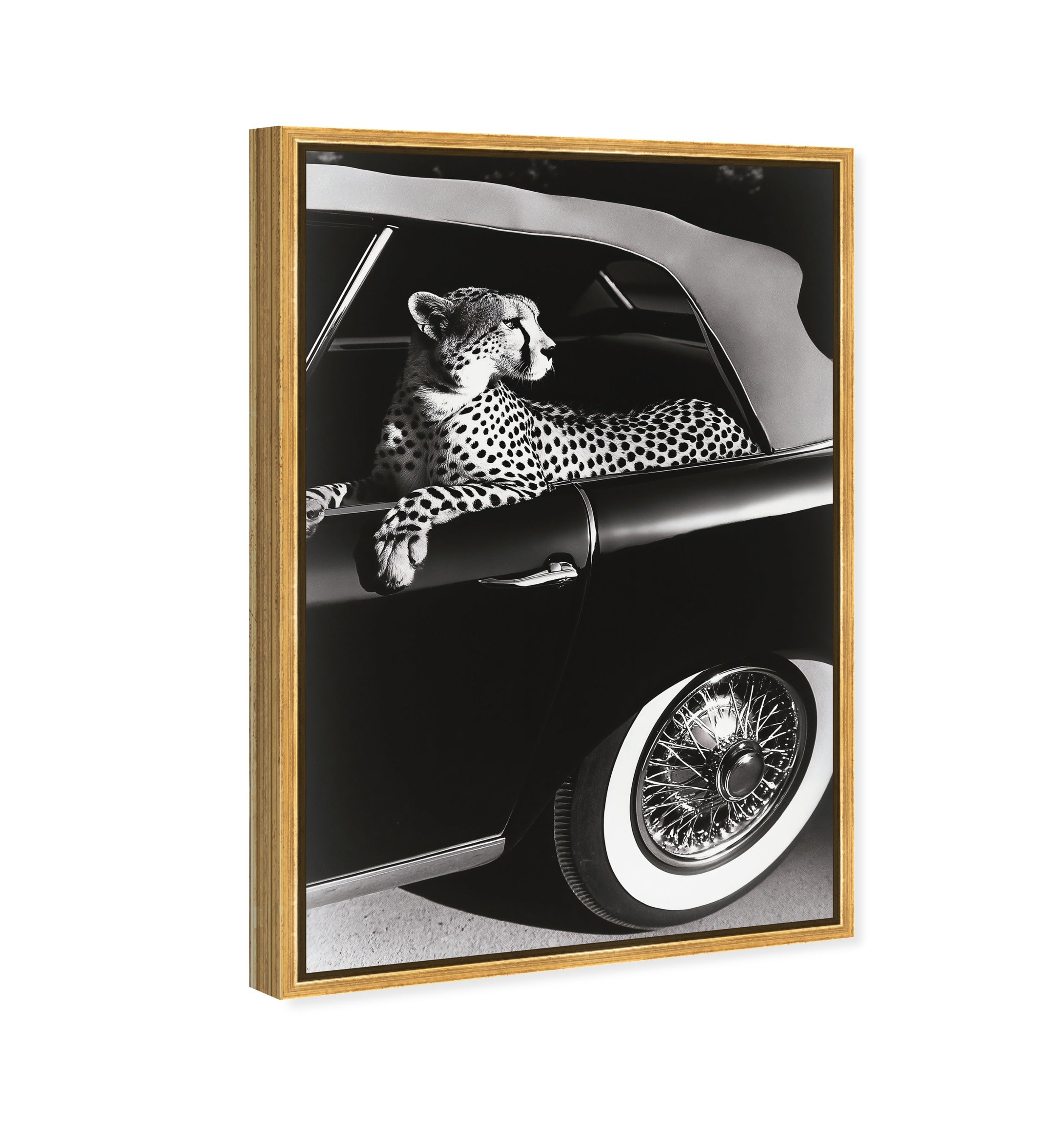 Convertible Feline I