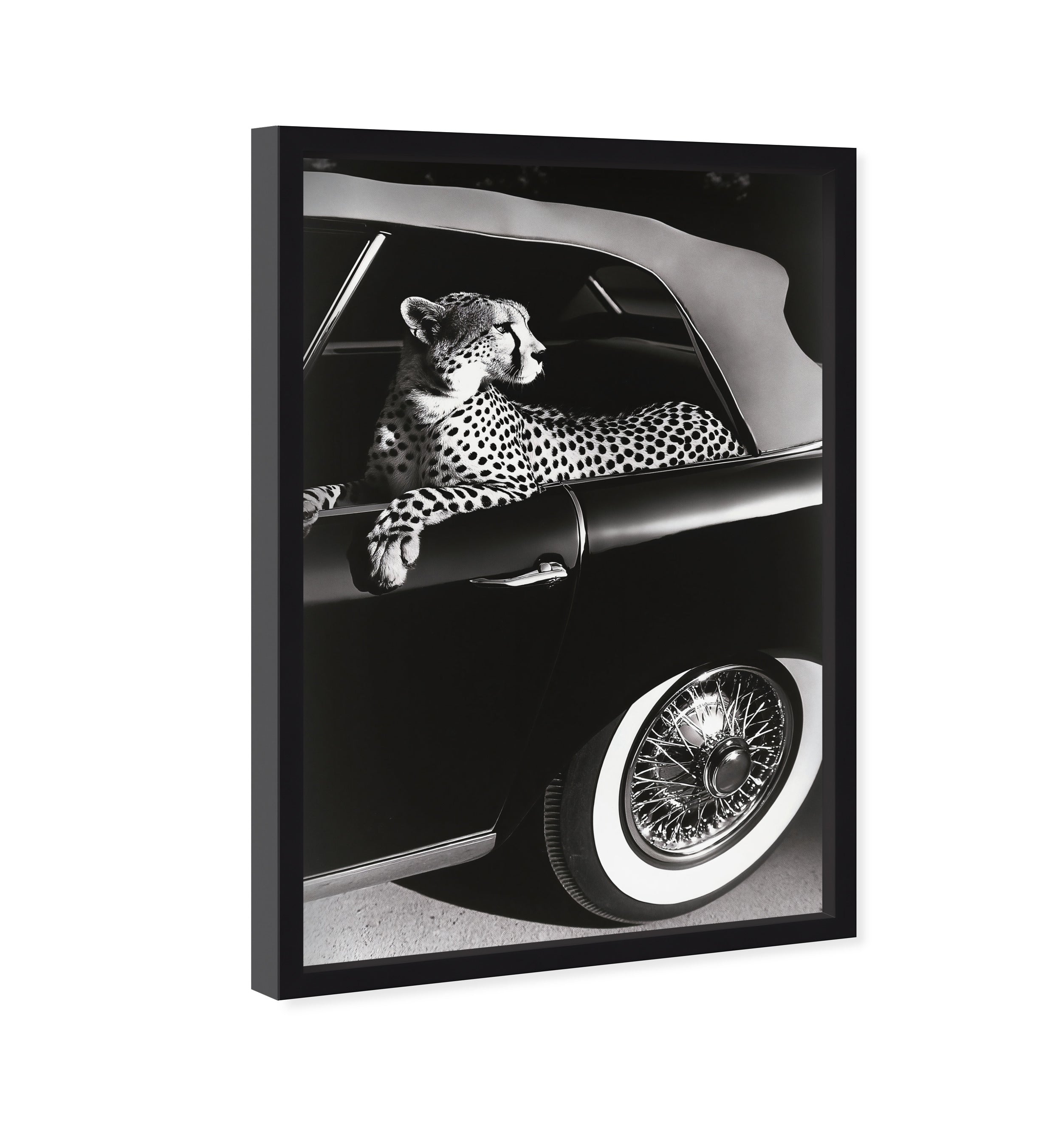 Convertible Feline I