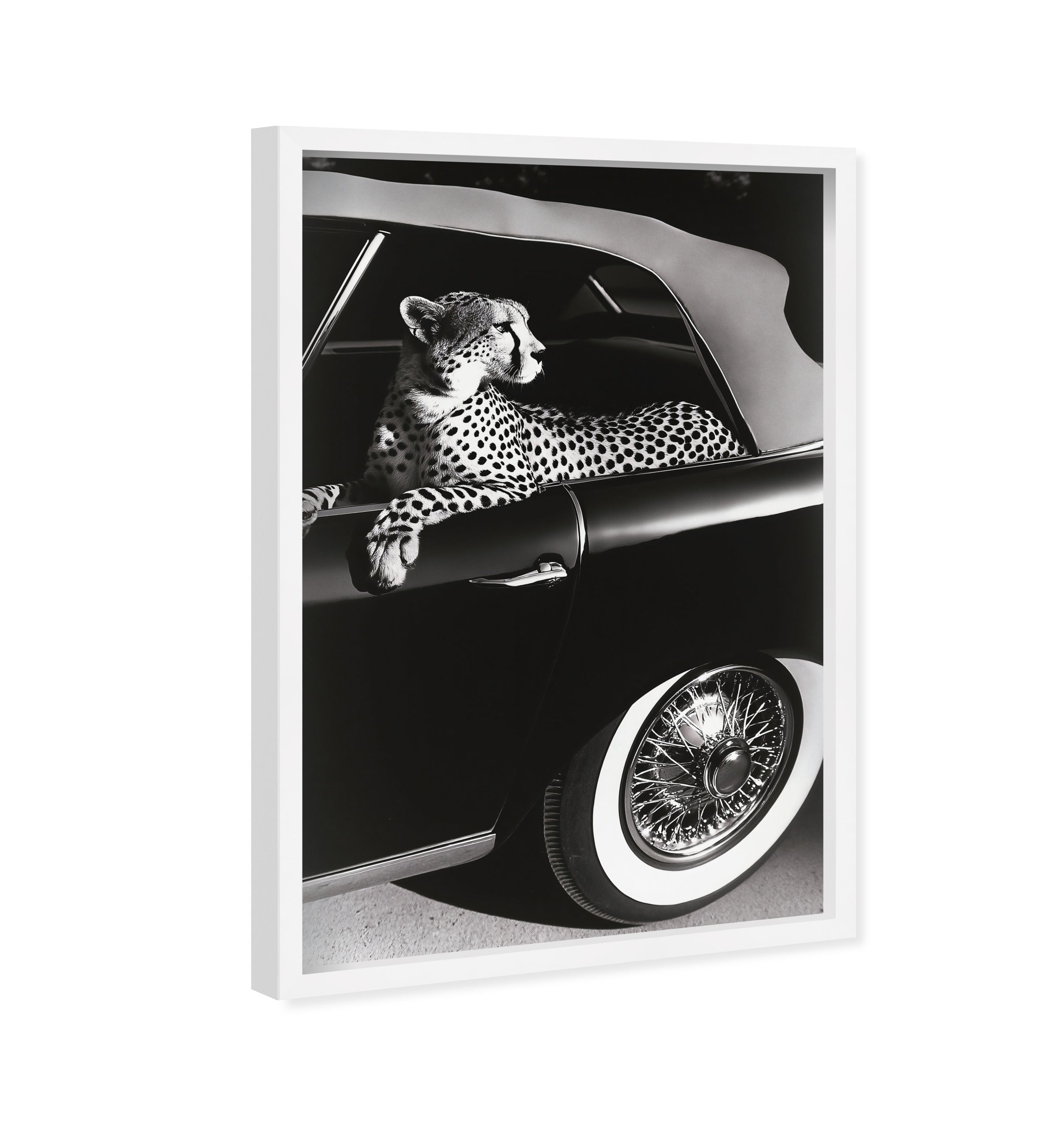 Convertible Feline I