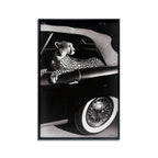 Convertible Feline I