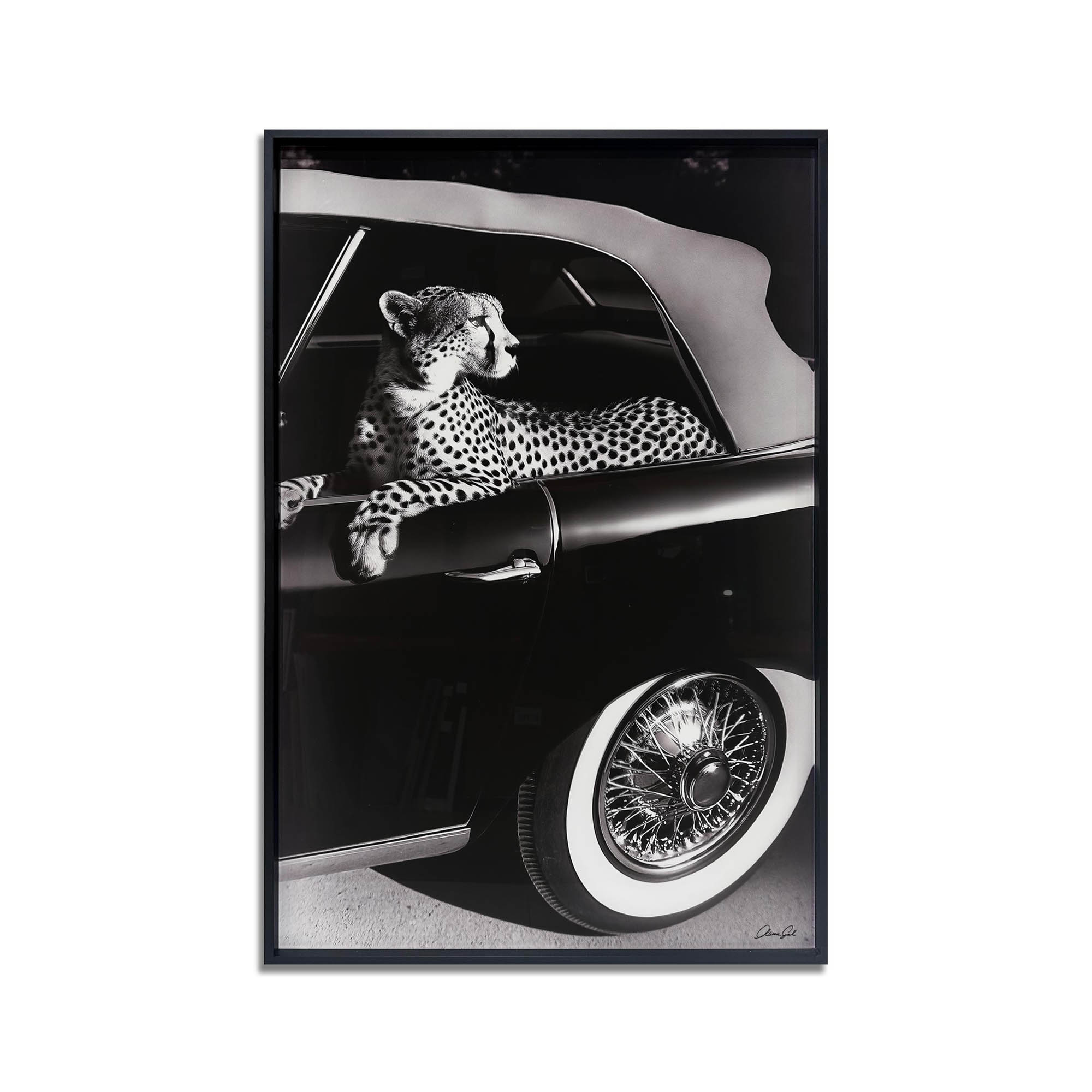 Convertible Feline I