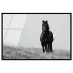 Lone Stallion I