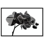 Dark Orchid I