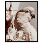 Pale Cockatoo I