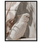 Pale Cockatoo III
