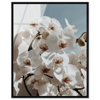Phalaenopsis Flowers