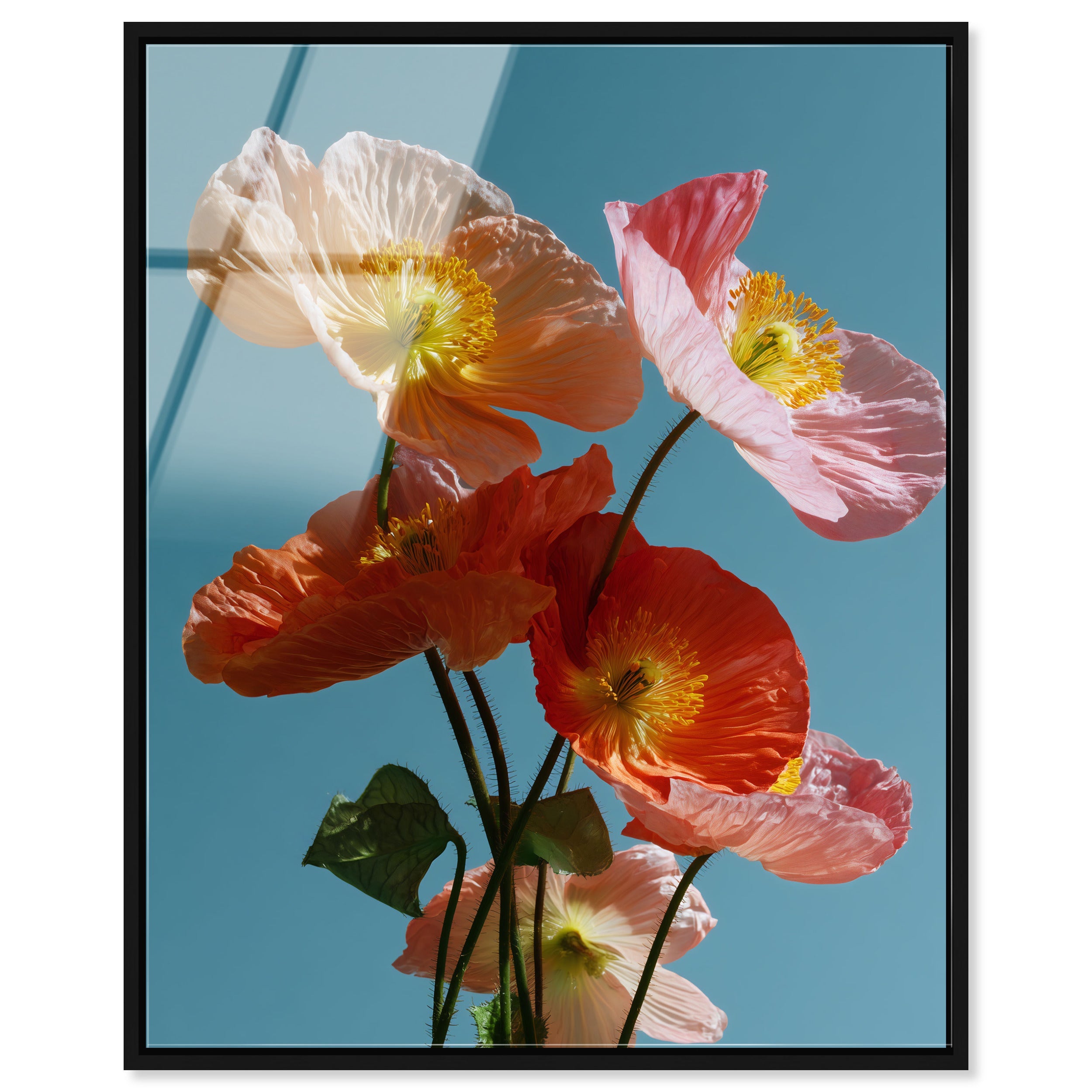 Poppy Bloom II