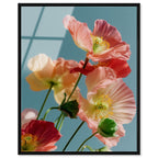 Poppy Bloom III