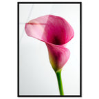 Pink Luminescence II