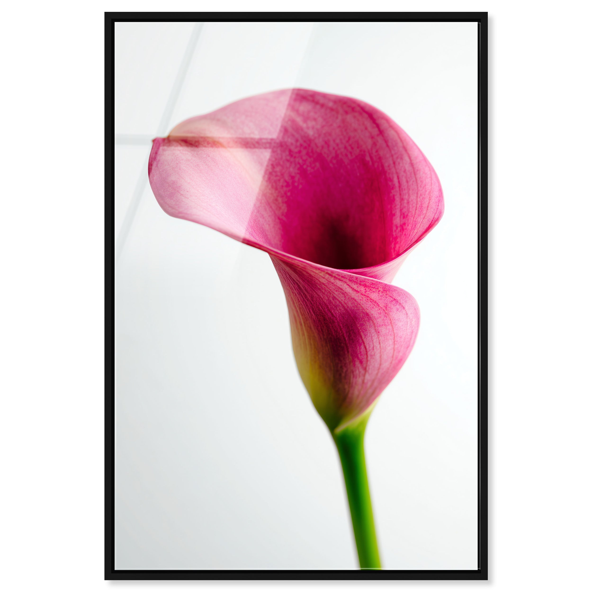 Pink Luminescence II