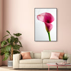 Pink Luminescence II