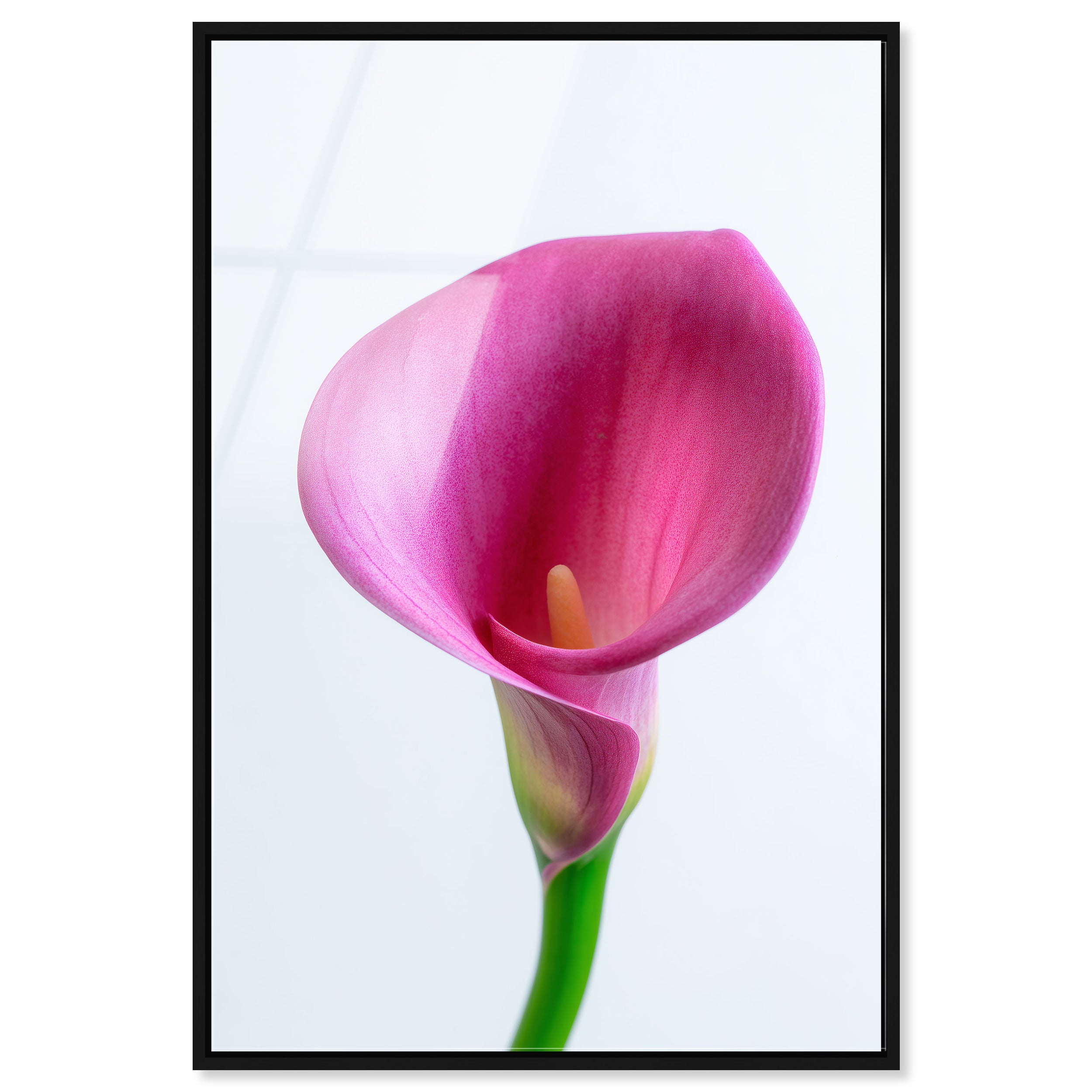 Pink Luminescence I